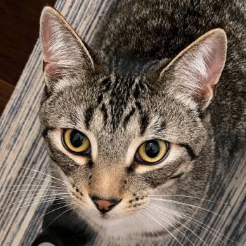 Socks (Must Go With Stripes) -  Domestic Short Hair Cat for Adoption in Manhattan Beach, California - Socks (Must Go With Stripes) | PetCurious