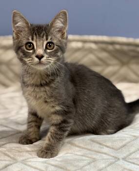 Rescue Domestic Short Hair Cats for Adoption in Little Rock, Arkansas - Rumi | PetCurious