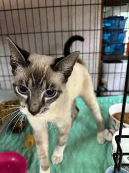 Rescue Siamese Cats for Adoption in Mullica, New Jersey - Towser | PetCurious