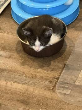 Oreo -  Domestic Short Hair Cat Available for Adoption in Chattanooga, Tennessee - Oreo | PetCurious