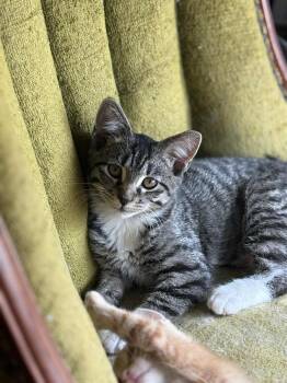 Rescue Tabby Cats for Adoption in Brighton, Tennessee - Ryoka (BSM-Fostered In TN) | PetCurious