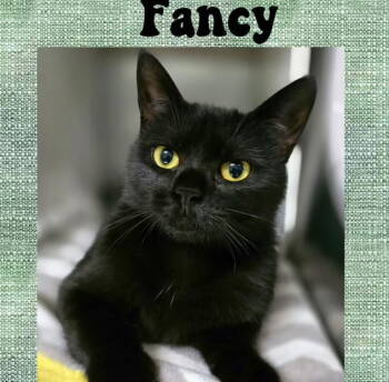 Rescue Domestic Medium Hair Cats for Adoption in INDN HBR BCH, Florida - Fancy NC | PetCurious