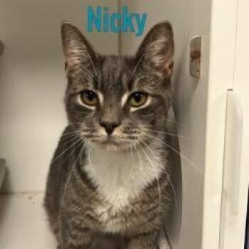 Nicky -  Domestic Short Hair Cat for Adoption in Pleasantville, New Jersey - Nicky | PetCurious