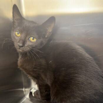 Waponi Woo -  Domestic Short Hair Cat for Adoption in Los Angeles, California - Waponi Woo | PetCurious