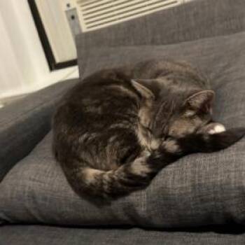 Willow Wisp -  Domestic Short Hair and Mixed Breed Cat for Adoption in Philadelphia, Pennsylvania - Willow Wisp | PetCurious