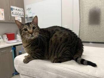 Domestic Short Hair Cats Available for Adoption in Kansas City, Missouri - Cheeseball | PetCurious