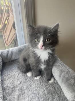 Packer -  Domestic Long Hair Cat for Adoption in Westfield, Wisconsin - Packer | PetCurious