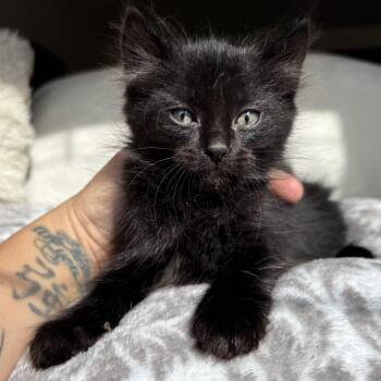Rescue Domestic Medium Hair Cats for Adoption in Ephrata, Washington - Farrah | PetCurious