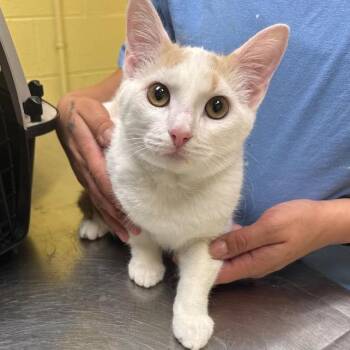 Indie -  Domestic Short Hair Cat for Adoption in New York, New York - Indie | PetCurious