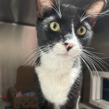 Mr. Zin -  Domestic Short Hair Cat for Adoption in Goleta, California - Mr. Zin | PetCurious