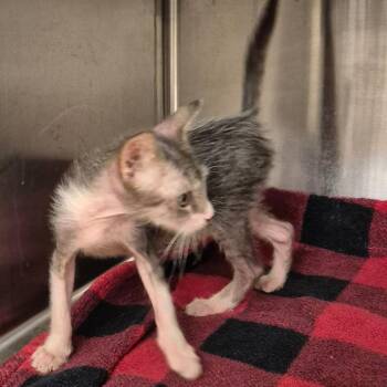Jill -  Domestic Short Hair Cat for Adoption in Lake Panasoffkee, Florida - Jill | PetCurious