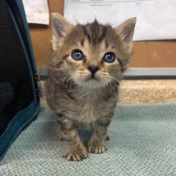 Oats -  Domestic Short Hair Cat for Adoption - Oats | PetCurious