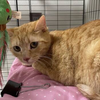 Domestic Short Hair Cats Available for Adoption - Polly | PetCurious