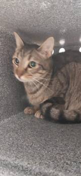 Gizmo -  Domestic Short Hair Cat for Adoption in Henderson, North Carolina - Gizmo | PetCurious