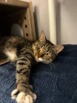 Ms. Birdy -  Domestic Short Hair Cat for Adoption in Raleigh, North Carolina - Ms. Birdy | PetCurious