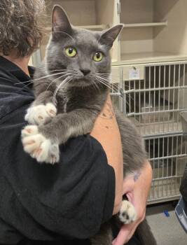 Sylvester -  Domestic Short Hair Cat for Adoption in New Rochelle, New York - Sylvester | PetCurious