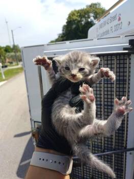 A2478551 -  Domestic Short Hair Cat for Adoption in Fort Lauderdale, Florida - A2478551 | PetCurious