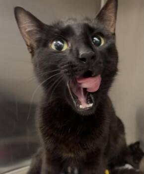 Novel -  Domestic Short Hair Cat for Adoption in Roseville, California - Novel | PetCurious