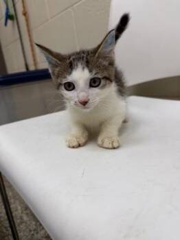 Croissant -  Domestic Short Hair Cat for Adoption in Westland, Michigan - Croissant | PetCurious