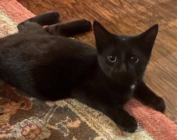 Otto -  Domestic Short Hair Cat for Adoption in Mokena, Illinois - Otto | PetCurious