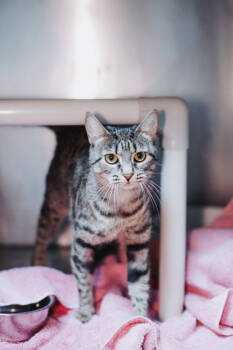 Rescue Domestic Short Hair Cats for Adoption in North Charleston, South Carolina - 88847A Lolly-Pounce Cat Cafe | PetCurious