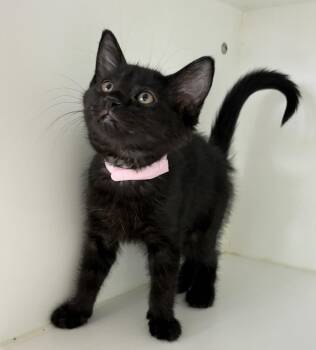 Hailey -  Domestic Short Hair Cat for Adoption in Rochester, Indiana - Hailey | PetCurious