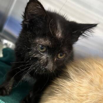 Agent Honeydew -  Domestic Short Hair Cat for Adoption in Greensboro, North Carolina - Agent Honeydew | PetCurious