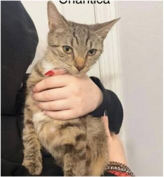 Chantica -  Domestic Short Hair Cat for Adoption in Eugene, Oregon - Chantica | PetCurious
