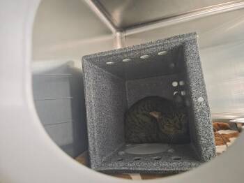 Ken -  Domestic Short Hair Cat for Adoption in Athens, Tennessee - Ken | PetCurious