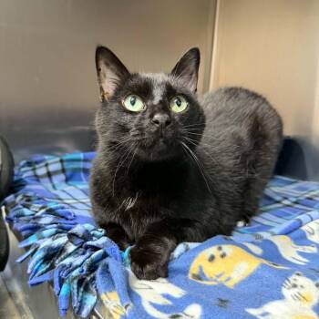 Sirius -  Domestic Short Hair Cat for Adoption in Martinsville, Indiana - Sirius | PetCurious