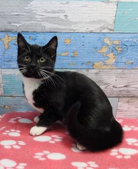 Rescue Domestic Short Hair Cats for Adoption in Washington Court House, Ohio - Snickerdoodle | PetCurious