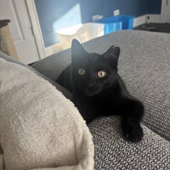 Domestic Short Hair Cats Available for Adoption - Sammy | PetCurious