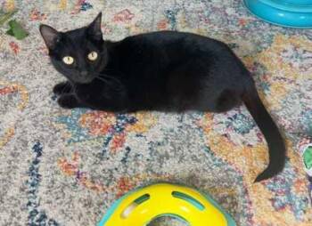 Domestic Short Hair Cats Available for Adoption in Warr Acres, Oklahoma - Agnes | PetCurious