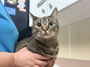 Arlo -  Domestic Short Hair Cat for Adoption in Salisbury, Maryland - Arlo | PetCurious
