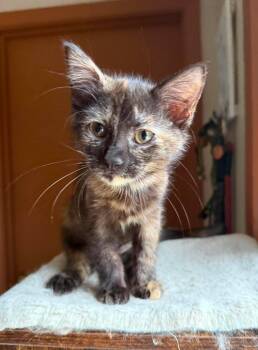 Rayni -  Tortoiseshell Cat for Adoption in Marion, Indiana - Rayni | PetCurious