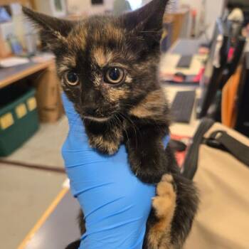 Indie -  Domestic Short Hair Cat for Adoption in Charlottesville, Virginia - Indie | PetCurious