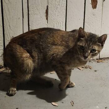 STACEY -  Domestic Short Hair Cat for Adoption in San Antonio, Texas - STACEY | PetCurious