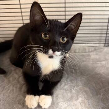 Shae -  Domestic Short Hair Cat for Adoption in Hampton Bays, New York - Shae | PetCurious