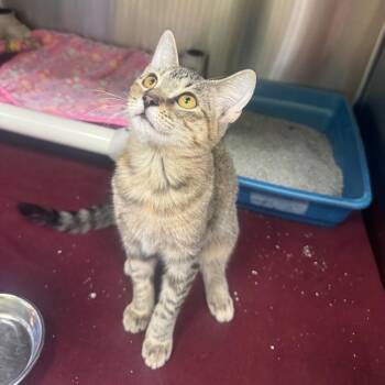 EDEN -  Domestic Short Hair Cat for Adoption in Kyle, Texas - EDEN | PetCurious