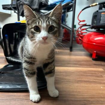 Domestic Short Hair Cats Available for Adoption - Buddy | PetCurious