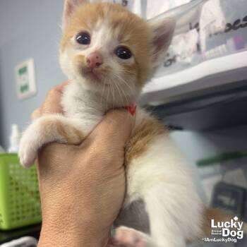 Domestic Short Hair Cats Available for Adoption in Washington, District Of Columbia - Herb | PetCurious