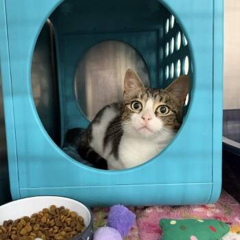 Domestic Short Hair Cats Available for Adoption - Wednesday | PetCurious