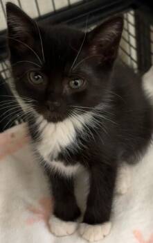 BREE -  Domestic Short Hair Cat for Adoption in Elizabethton, Tennessee - BREE | PetCurious