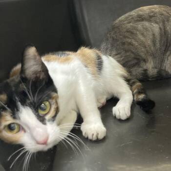 Domestic Short Hair Cats Available for Adoption - Junie (Formerly D.J.) | PetCurious