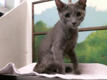 ATLAS -  Domestic Short Hair Cat for Adoption in Houston, Texas - ATLAS | PetCurious