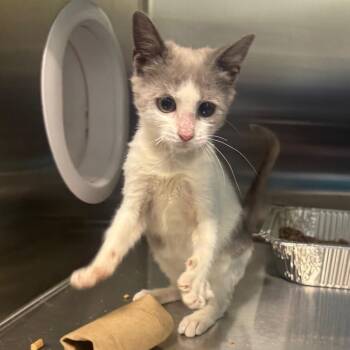 Bertie -  Domestic Short Hair Cat for Adoption in Greensboro, North Carolina - Bertie | PetCurious