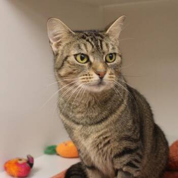 Stormy -  Domestic Short Hair Cat for Adoption in Champaign, Illinois - Stormy | PetCurious