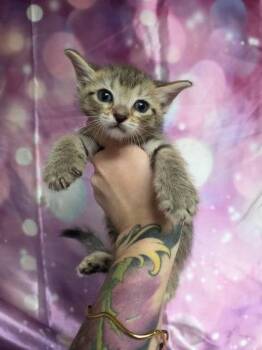 Sunny -  Domestic Short Hair Cat for Adoption in Houston, Texas - Sunny | PetCurious