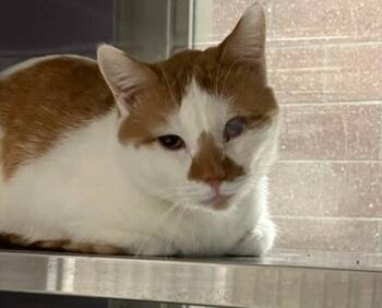 Rescue Domestic Short Hair Cats for Adoption in Pontiac, Michigan - Rocky | PetCurious