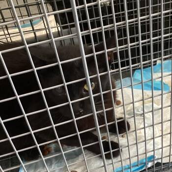 Freaky Friday -  Domestic Short Hair Cat for Adoption in Montgomery, Alabama - Freaky Friday | PetCurious